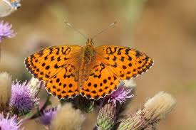 Attēlu rezultāti vaicājumam “Brenthis ino upperside”