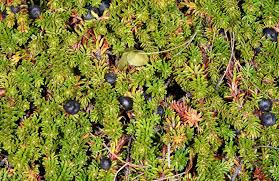 Attēlu rezultāti vaicājumam “Empetrum nigrum fruit”