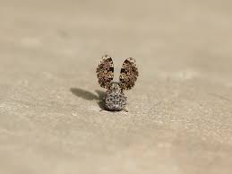 Attēlu rezultāti vaicājumam “Tetanops myopina”