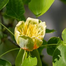 Attēlu rezultāti vaicājumam “Liriodendron tulipifera”