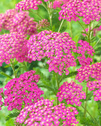 Attēlu rezultāti vaicājumam “Achillea millefolium flower”