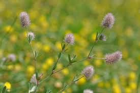 Attēlu rezultāti vaicājumam “Trifolium arvense fruit”