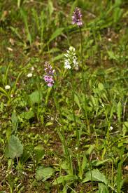 Attēlu rezultāti vaicājumam “Dactylorhiza maculata”