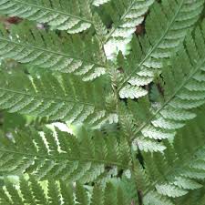 Attēlu rezultāti vaicājumam “Pteropsida”