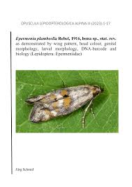 Attēlu rezultāti vaicājumam “Epermeniidae”