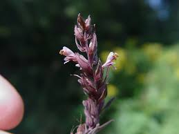 Attēlu rezultāti vaicājumam “Odontites vulgaris flower”