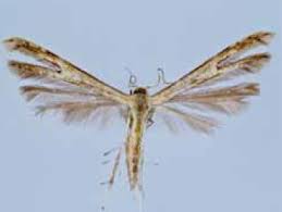 Attēlu rezultāti vaicājumam “Adaina microdactyla”