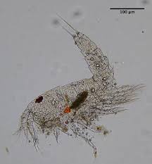 Attēlu rezultāti vaicājumam “Copepoda”