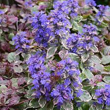 Attēlu rezultāti vaicājumam “Ajuga reptans flower”