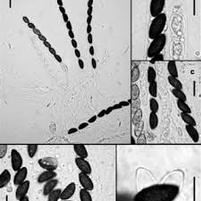 Attēlu rezultāti vaicājumam “Hypoxylon vogesiacum”