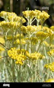 Attēlu rezultāti vaicājumam “Helichrysum arenarium flower”