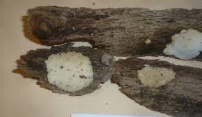 Attēlu rezultāti vaicājumam “Antrodiella faginea”