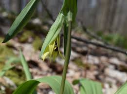 Attēlu rezultāti vaicājumam “Uvularia grandiflora flower”