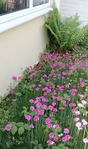 Attēlu rezultāti vaicājumam “Armeria vulgaris leaf”