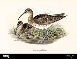 Attēlu rezultāti vaicājumam “Numenius phaeopus”