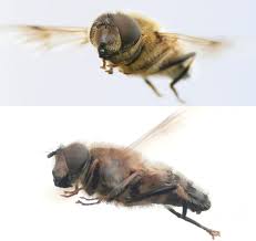 Attēlu rezultāti vaicājumam “Eristalis sp.”
