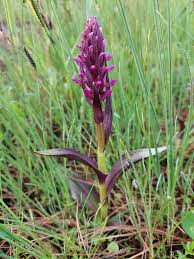 Attēlu rezultāti vaicājumam “Dactylorhiza cruenta”