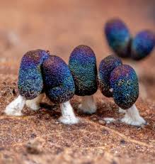 Attēlu rezultāti vaicājumam “Diachea leucopodia spores”