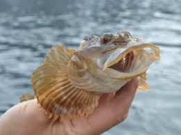 Image result for Myoxocephalus scorpioides