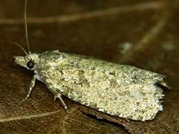 Attēlu rezultāti vaicājumam “Epiblema grandaevana”