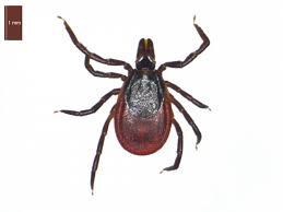 Attēlu rezultāti vaicājumam “Ixodes”