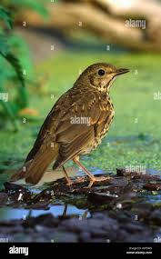 Attēlu rezultāti vaicājumam “Turdus philomelos juvenile”