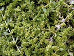 Attēlu rezultāti vaicājumam “Herniaria glabra flower”