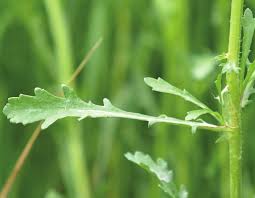 Attēlu rezultāti vaicājumam “Leucanthemum vulgare leaf”