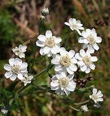 Attēlu rezultāti vaicājumam “Achillea ptarmica fruit”