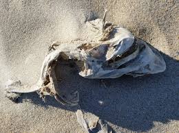 Image result for Rhizoprionodon terraenovae