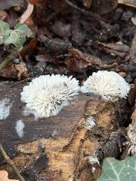 Attēlu rezultāti vaicājumam “Tubifera magna spores”