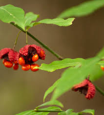Attēlu rezultāti vaicājumam “Euonymus fruit”