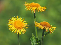 Image result for Telekia speciosa