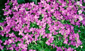 Attēlu rezultāti vaicājumam “Aubrieta deltoidea flower”