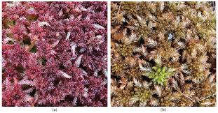 Attēlu rezultāti vaicājumam “Sphagnum riparium”