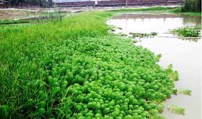 「粉綠狐尾藻」的圖片搜尋結果