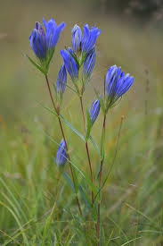 Attēlu rezultāti vaicājumam “Gentiana pneumonanthe”