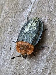 Attēlu rezultāti vaicājumam “Oiceoptoma thoracicum”