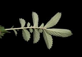 Attēlu rezultāti vaicājumam “Agrimonia pilosa bud”