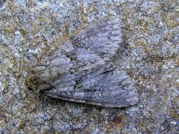 Attēlu rezultāti vaicājumam “Polia nebulosa”