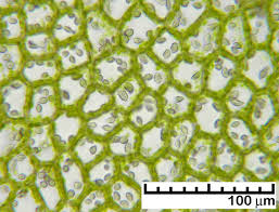 Attēlu rezultāti vaicājumam “Harpanthus flotovianus”