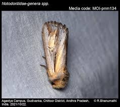 Attēlu rezultāti vaicājumam “Notodontidae”