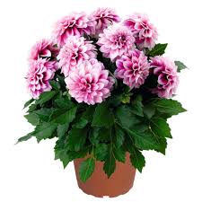 Attēlu rezultāti vaicājumam “Dianema nivale”