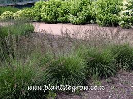 Attēlu rezultāti vaicājumam “Molinia caerulea”