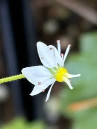 Attēlu rezultāti vaicājumam “Saxifraga cymbalaria fruit”