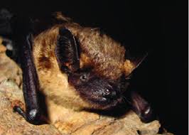 Attēlu rezultāti vaicājumam “Eptesicus serotinus”