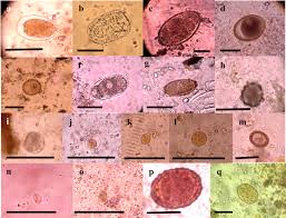 Image result for  f g   C g  p  