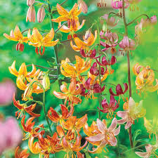 Attēlu rezultāti vaicājumam “Lilium martagon leaf”