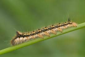 Attēlu rezultāti vaicājumam “Euthrix potatoria imago”