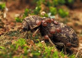 Attēlu rezultāti vaicājumam “Anobiidae”